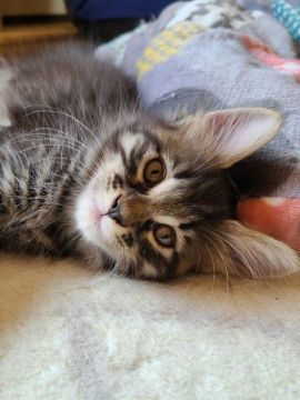 メインクーン【岡山県・女の子・2020年8月20日・ブラウンタビー】の写真「くりくりお目目の可愛い子♀️」