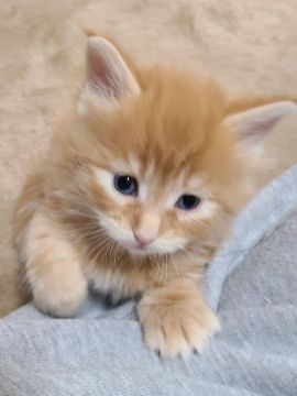 メインクーン【岡山県・男の子・2021年1月7日・レッドタビー】の写真「可愛い困り顔くん😸」