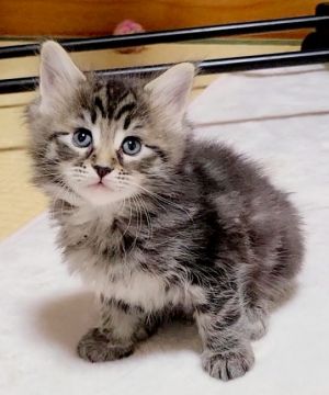 メインクーン【岡山県・女の子・2021年10月23日・ブラウンクラシックタビー】の写真「末っ子の甘え子ちゃん😸」