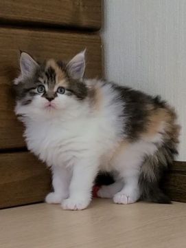 メインクーン【岡山県・女の子・2022年1月29日・ブラウンパッチドタビー&ホワイト】の写真「チアキと申します😸」