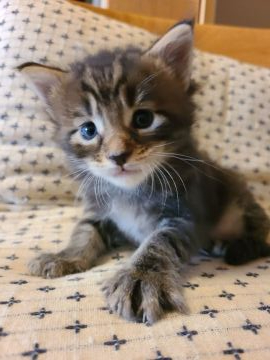 メインクーン【岡山県・男の子・2020年8月20日・ブラウンクラシックタビー】の写真「元気な男の子♂」