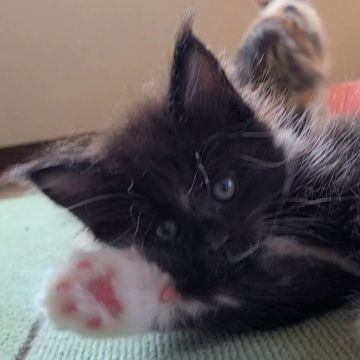 メインクーン【岡山県・女の子・2021年6月25日・ブラック&ホワイト】の写真「可愛い仕草の女の子🎀」