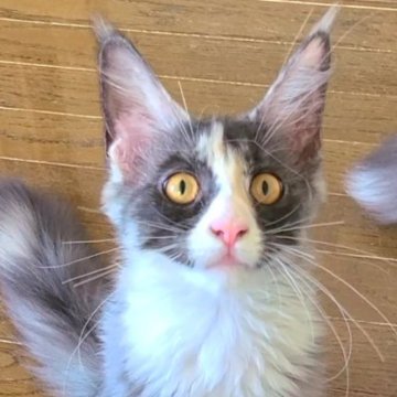メインクーン【岡山県・女の子・2023年1月18日・スモークキャリコ】の写真「よく食べる紅一点😸」