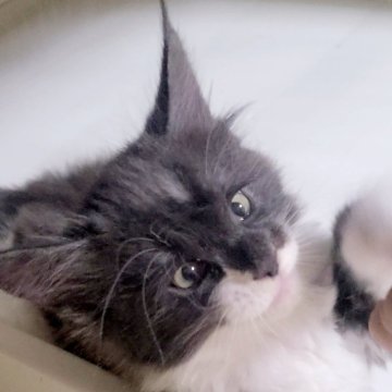 メインクーン【岡山県・男の子・2024年8月8日・ブラックタビー&ホワイト】の写真「愛嬌のある男の子」