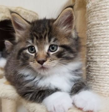 メインクーン【岡山県・男の子・2019年11月11日・ブラウンマッカレルタビー&ホワイト】の写真「パバ似の大きな男の子♂😸」