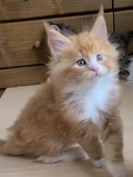 メインクーン【岡山県・男の子・2022年1月29日・レッドタビー&ホワイト】の写真「元気な肩のりくん😸」