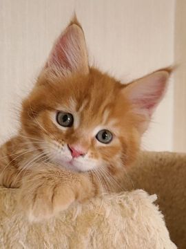 メインクーン【岡山県・男の子・2020年10月15日・レッドタビー】の写真「表情の豊かな子😸」