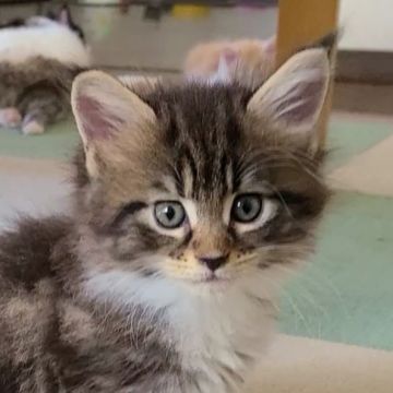 メインクーン【岡山県・女の子・2021年6月22日・ブラウンクラシックタビー&ホワイト】の写真「キュートな可愛い女の子♀」