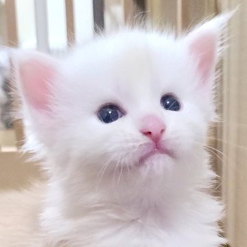 メインクーン【岡山県・男の子・2024年7月30日・カメオタビーホワイト】の写真「ふわふわ可愛い男の子」