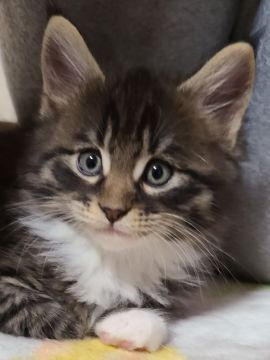 メインクーン【岡山県・女の子・2020年11月30日・ブラウンタビー&ホワイト】の写真「パパ似の可愛い女の子♀」