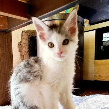 メインクーン【岡山県・女の子・2022年4月9日・シルバータビー&ホワイト】の写真「短毛ちゃん😸」