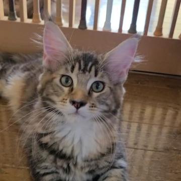 メインクーン【岡山県・女の子・2022年4月13日・ブラウンパッチドタビー】の写真「大きな女の子♀」