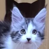 メインクーン【岡山県・男の子・2024年2月28日・シルバータビー&ホワイト】の写真1「大きな子です」