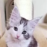 メインクーン【岡山県・女の子・2024年2月22日・シルバータビー&ホワイト】の写真1「べっぴんさんです😸」