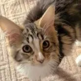 メインクーン【岡山県・女の子・2022年8月23日・ブラウンクラシックタビー&ホワイト】の写真1「12月21日」