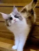 メインクーン【岡山県・女の子・2022年1月29日・シルバーパッチドタビー&ホワイト】の写真1「4月17日撮影」