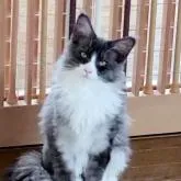 メインクーン【岡山県・女の子・2022年4月13日・ブラックスモーク&ホワイト】の写真1「9月7日 寝起きの顔😁　綺麗なカラーです」