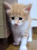 メインクーン【岡山県・男の子・2021年6月19日・】の写真2「ニャンキー😸」