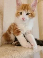 メインクーン【岡山県・男の子・2020年8月20日・レッドタビー&ホワイト】の写真2「10月24日」