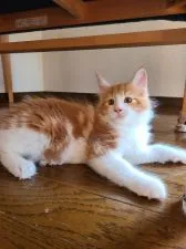 メインクーン【岡山県・男の子・2020年8月20日・レッドタビー&ホワイト】の写真4「10月24日」