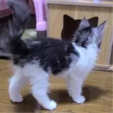 メインクーン【岡山県・男の子・2024年2月28日・シルバータビー&ホワイト】の写真4