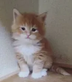 メインクーン【岡山県・男の子・2021年1月7日・レッドタビー&ホワイト】の写真4