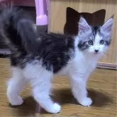 メインクーン【岡山県・男の子・2024年2月28日・シルバータビー&ホワイト】の写真5