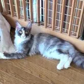 メインクーン【岡山県・女の子・2023年1月18日・スモークキャリコ】の写真5