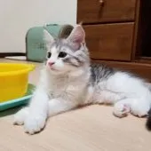 メインクーン【岡山県・女の子・2019年12月19日・シルバータビー&ホワイト】の写真5「3月9日撮影」