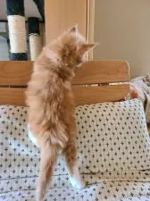 メインクーン【岡山県・男の子・2020年10月15日・レッドクラシックタビー&ホワイト】の写真5