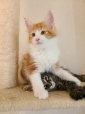 メインクーン【岡山県・男の子・2020年8月20日・レッドタビー&ホワイト】の写真5「10月24日」