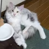 メインクーン【岡山県・女の子・2025年6月6日・シルバーパッチドタビー&ホワイト】の写真10