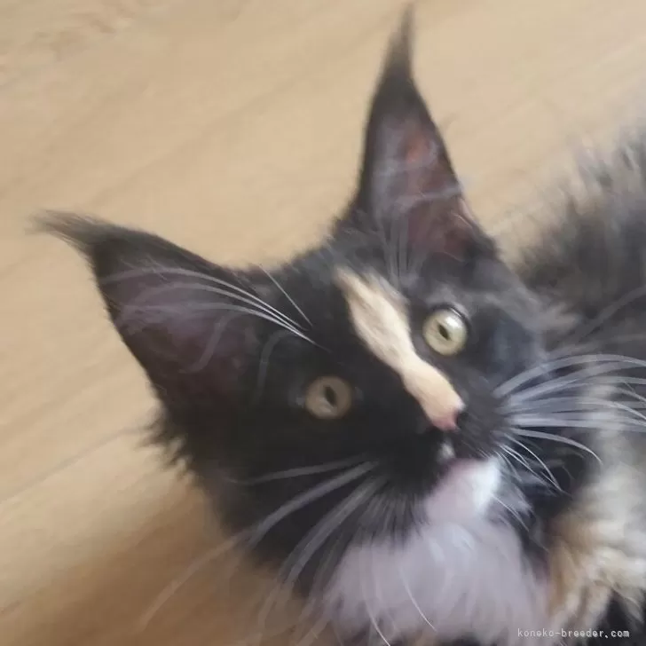 ID：2504-00498の子猫