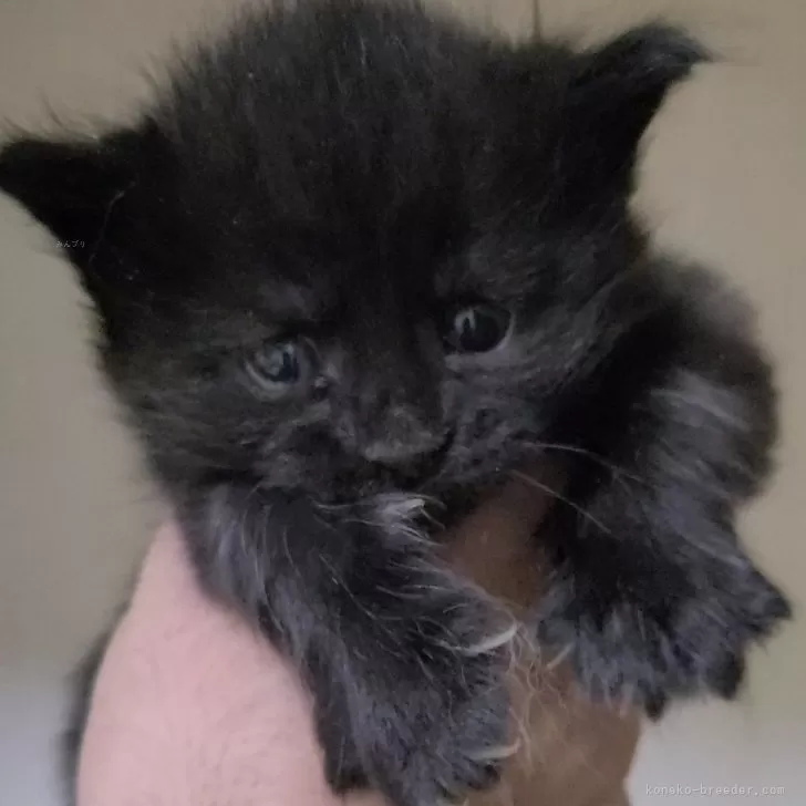 ID：2501-02652の子猫