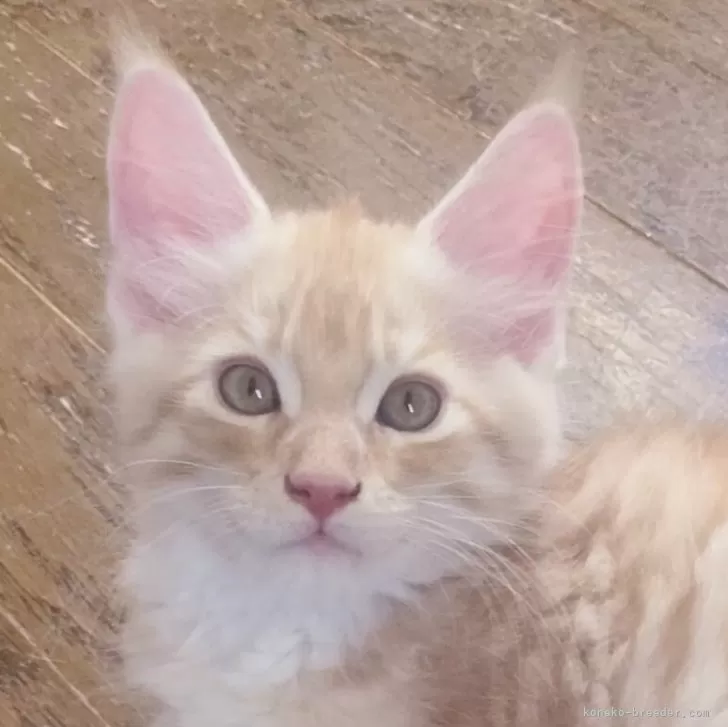 るみ 様のお迎えした子猫