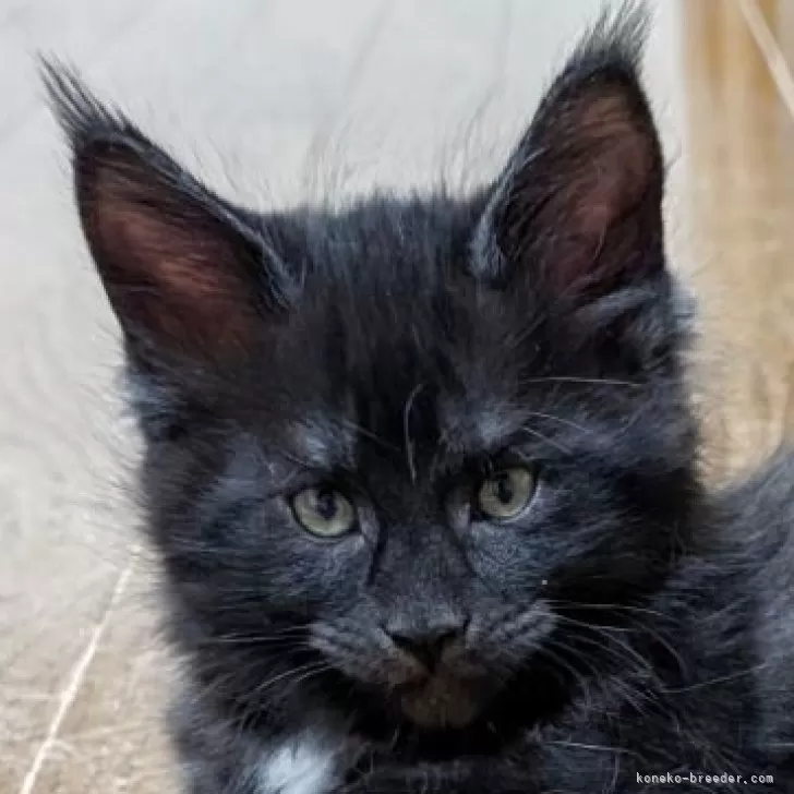 メインクーン【岡山県・男の子・2025年10月17日・ブラックスモーク】の写真1「ますます男らしく」