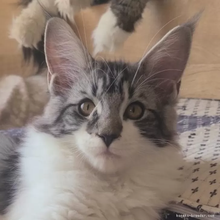 ID：2501-02281の子猫