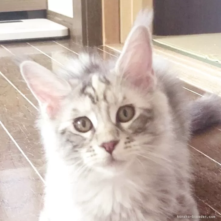 ID:2505-01734の子猫