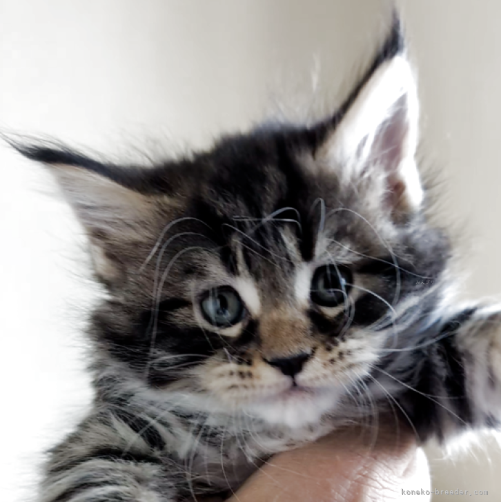 ブリーダー画像