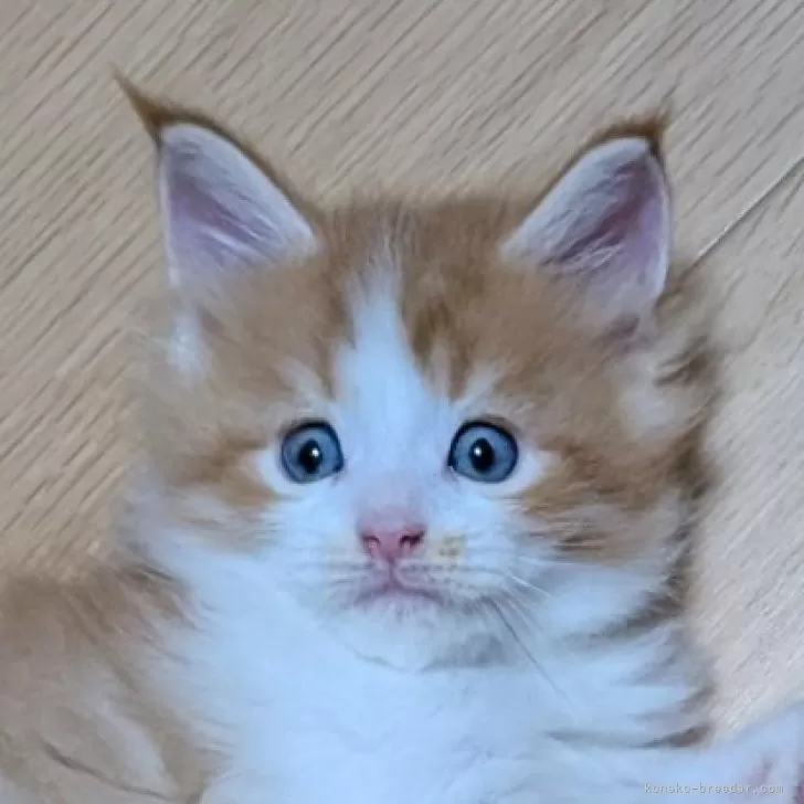 ID：2510-00882の子猫