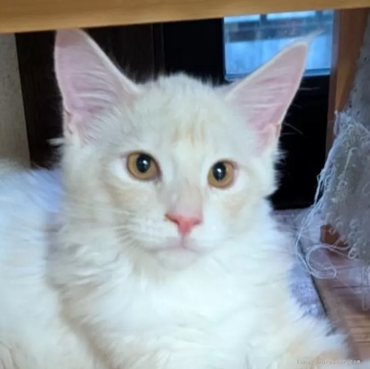 ID:2507-01564の子猫