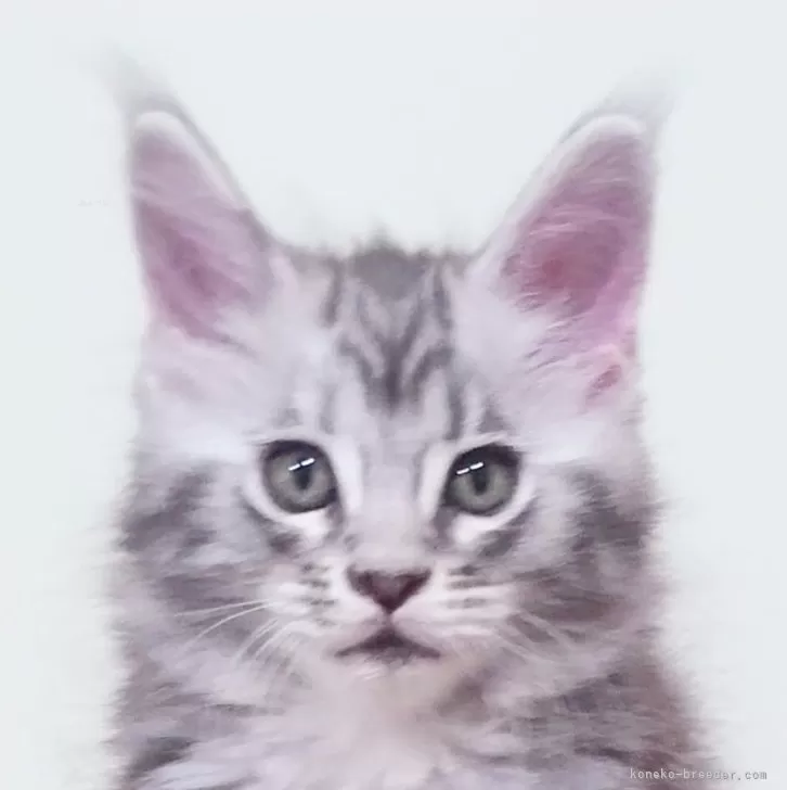 ID:2503-01729の子猫