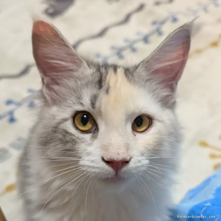 メインクーン【岡山県・女の子・2025年6月6日・シルバーパッチドタビー&amp;ホワイト】の写真1「とても可愛い子🐱」