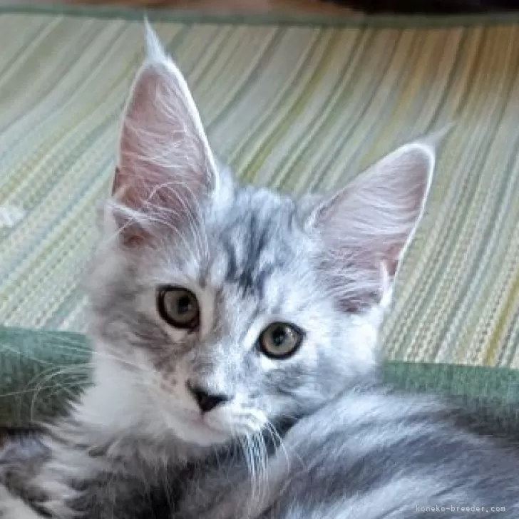 メインクーン【岡山県・女の子・2025年9月3日・シルバークラシックタビー&amp;ホワイト】の写真1「立派なリンクスです」