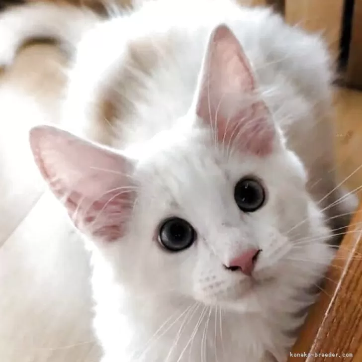 メインクーン【岡山県・男の子・2025年9月3日・カメオホワイト】の写真1「よく食べる子🐱」