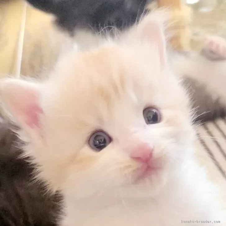 ID:2501-01732の子猫