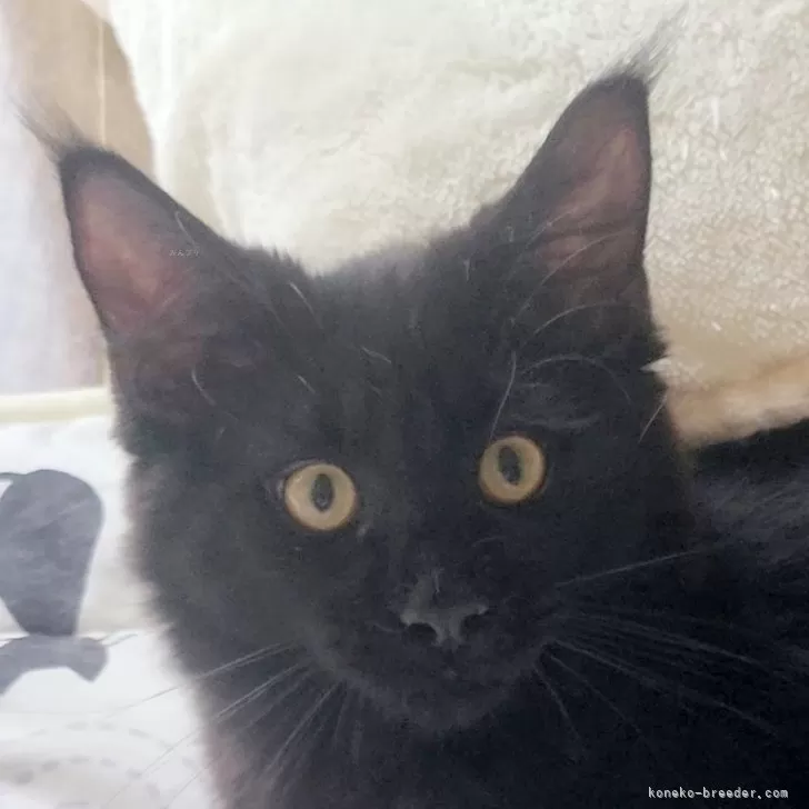ID:2506-03035の子猫
