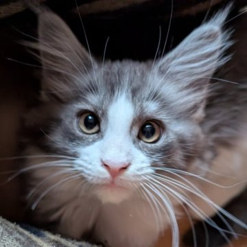 メインクーン【岡山県・女の子・2025年9月3日・ブラックスモーク&ホワイト】の写真「クリクリおめめのハチワレちゃん」