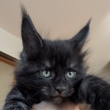 メインクーン【岡山県・男の子・2025年10月17日・ブラックスモーク】の写真「ワイルドボーイくん」