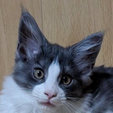 メインクーン【岡山県・女の子・2025年9月3日・ブラックスモーク&ホワイト】の写真「クリクリおめめのハチワレちゃん」